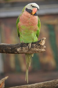 Close-up of parrot perching on branch