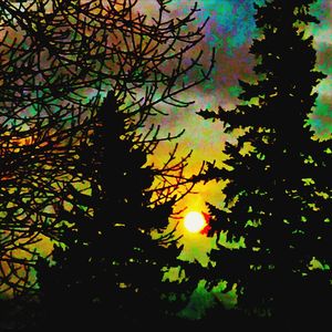 Low angle view of silhouette tree against sky at night