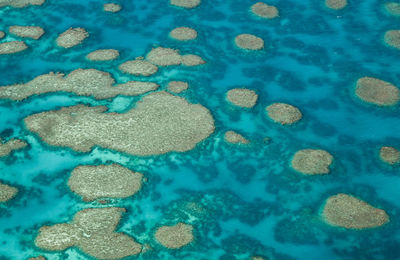 View of coral in sea