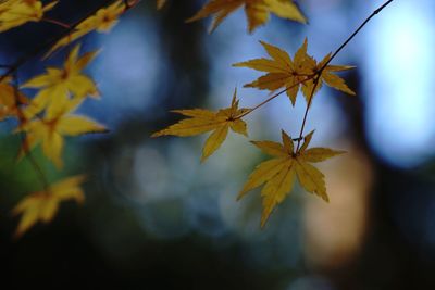 Close-up of maple leaves during autumn