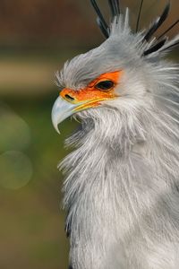 Close-up of a bird