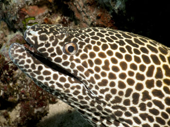 Close-up of lizard