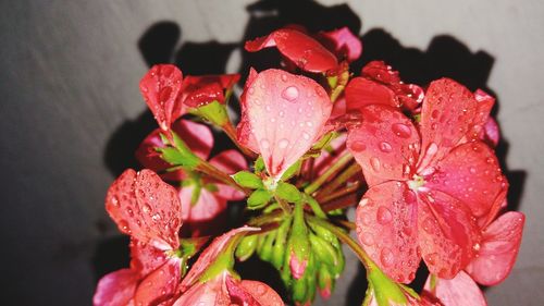 Close-up of wet red flowers