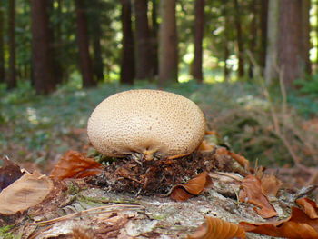 Close-up of mushroom growing on field