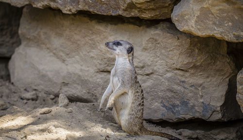 View of lizard on rock