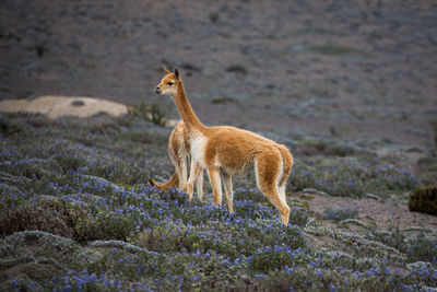 Lion standing on ground