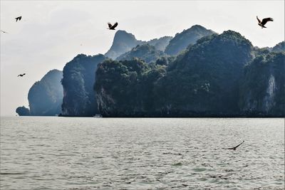 Seagulls flying over sea