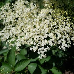 Close-up of flowers blooming outdoors