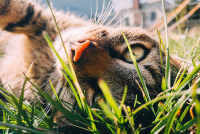 Close-up portrait of cat relaxing on grassy field
