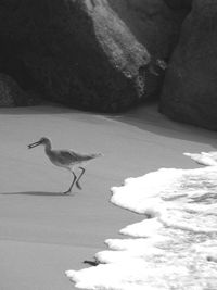 View of birds on rock