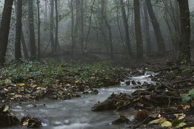 Plants and trees in forest