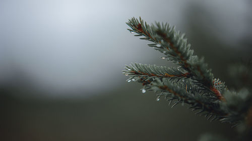 Close-up of pine tree