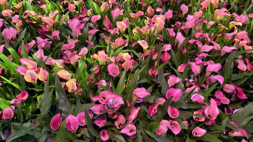 Close-up of pink flowering plants