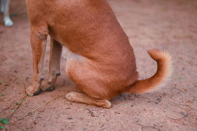 Close-up of a dog