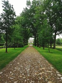 Pathway along trees in park