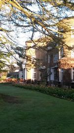 Trees in lawn