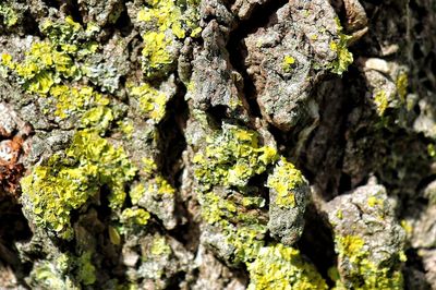 Close-up of moss growing on tree trunk