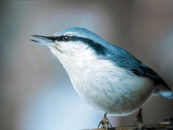 Close-up of bird perching outdoors