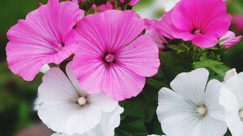 Close-up of pink flowers