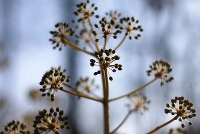 Close-up of flowering plant