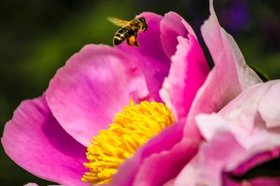 Close-up of insect pollinating on pink flower