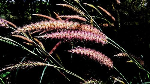 Close-up of plants at night