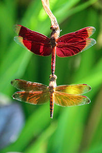 Close-up of dragonfly on leaf