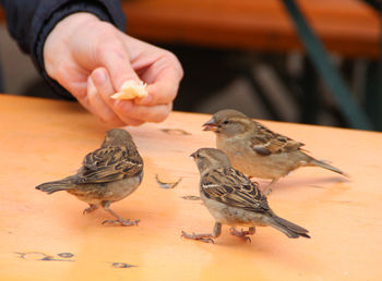 Close-up of hand feeding sparrows