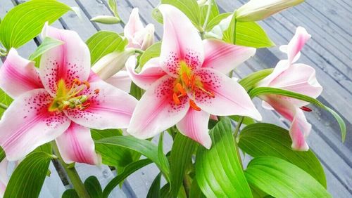 Close-up of pink flowers