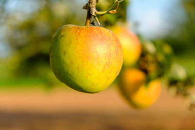 Close-up of fruits on tree