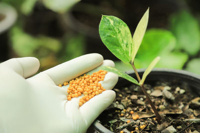 Cropped hand of person holding plant