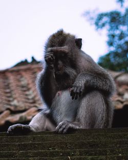 Monkeys sitting on rock against sky