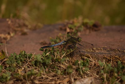 Close-up of insect on leaf