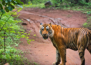 View of a male tiger in national park
