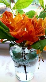 Close-up of orange flower