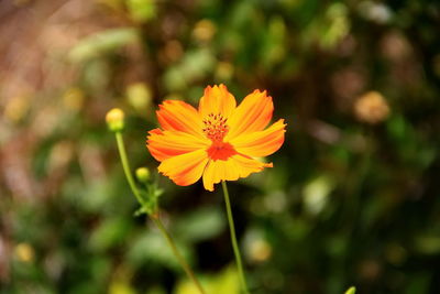 Close-up of cosmos flower blooming during sunny day