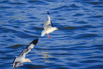 Seagull flying over sea