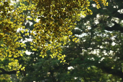 Low angle view of leaves on tree during sunny day