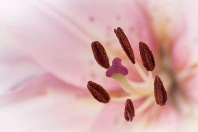 Close-up of pink flower