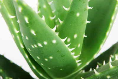 Close-up of aloe vera plant