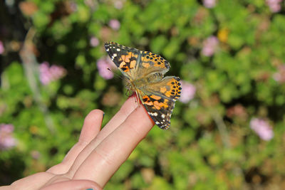 Close-up of butterfly on hand holding flower