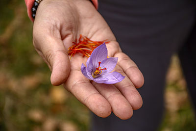 Close-up of hand holding purple flower