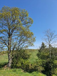 Tree on field against clear blue sky