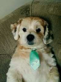 Portrait of puppy wearing green necktie on bed