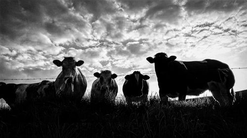 Cows standing on field against sky