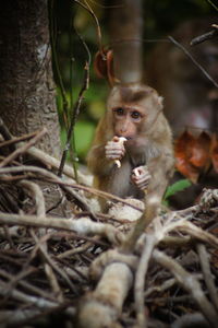 Close-up of monkey