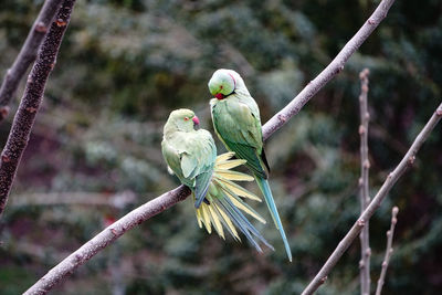 Close-up of birds perching on branch