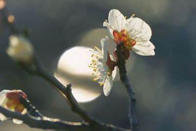 Close-up of insect on flower against blurred background