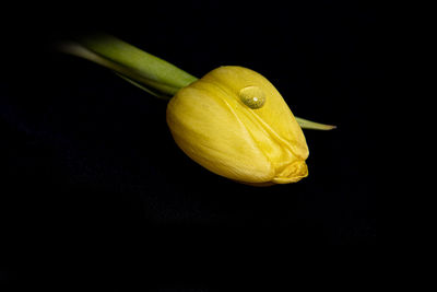 High angle view of lemon on table