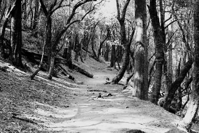 Trees in forest